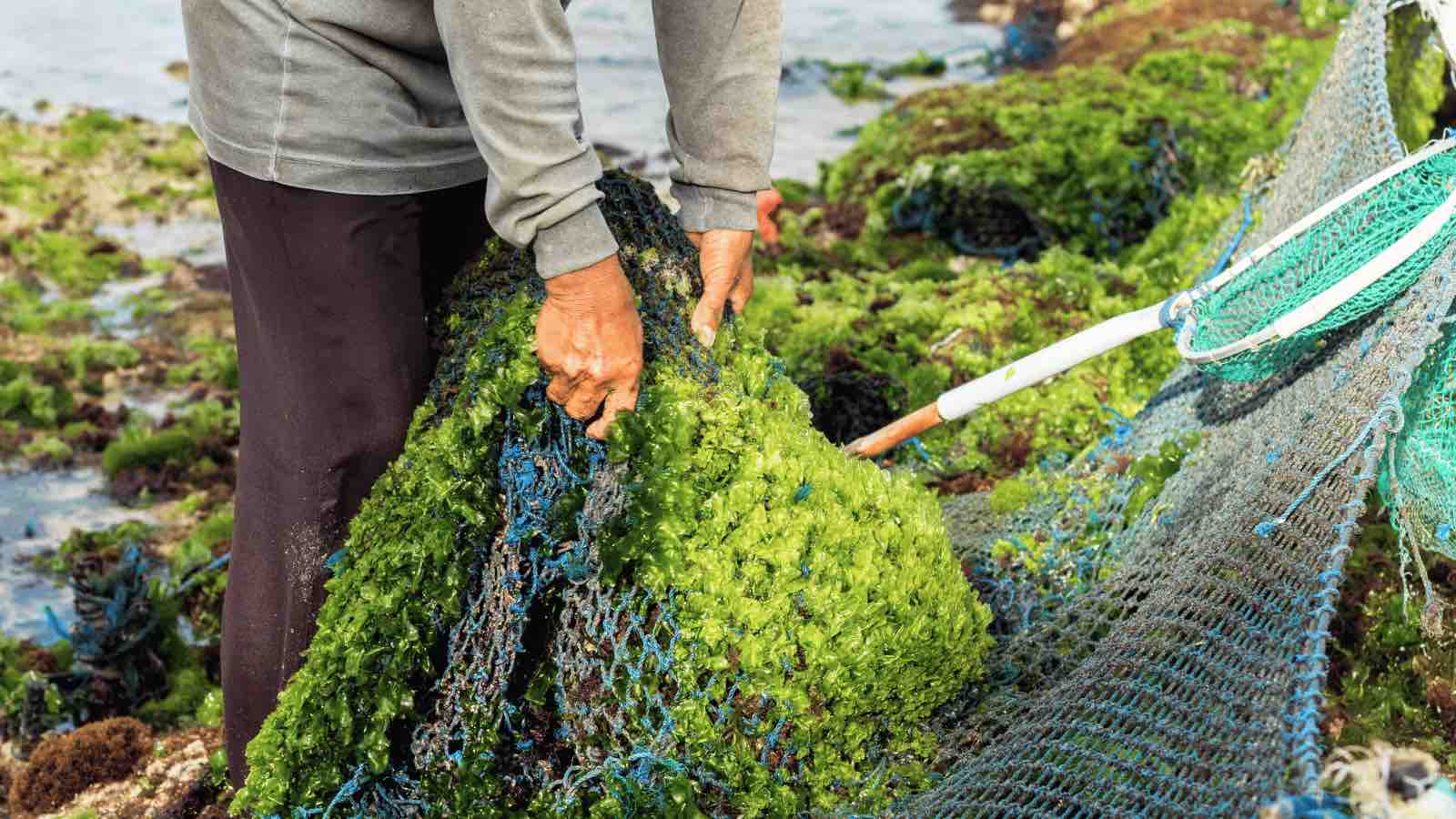 Read more about the article Climate Resilience in Aquaculture: Technology’s Role in Protecting Indonesia’s Seaweed Farming Against Climate Change