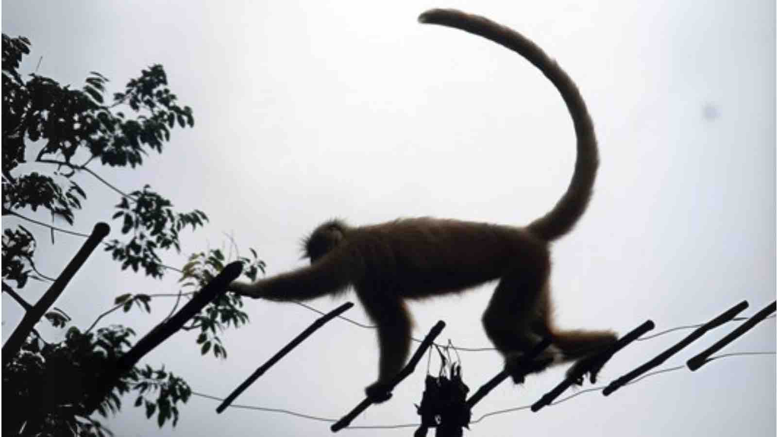 Read more about the article Assam’s Innovative Bridges Let Wildlife Swing Safely Above Roads
