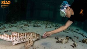 image : Star Project / Surachai Arunrugstichai / WildAid/ Ocean Blue Tree / Vital Impacts