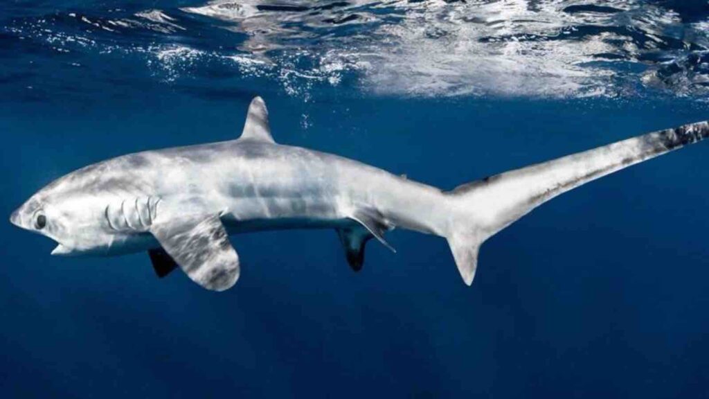 image : Hiu tikus (Alopias pelagicus) by Shawn Heinrics/Thresher Shark.id
