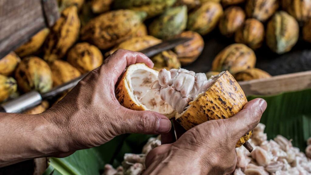 Cocoa Beans and Cocoa Fruits by aedkais from Getty Images