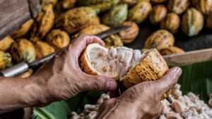 Cocoa Beans and Cocoa Fruits by aedkais from Getty Images