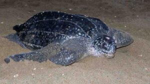 Leatherback sea turtle, Dermochelys coriacea by AGAMI stock from Getty Images