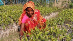 sundarban women preserving mangrove forests