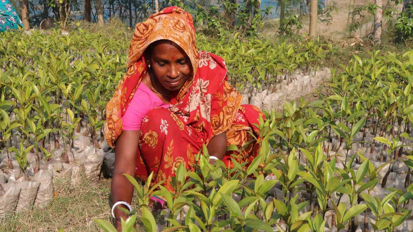 Read more about the article Sundarbans Women Are Leading The Fight Against Mangrove Forest Loss