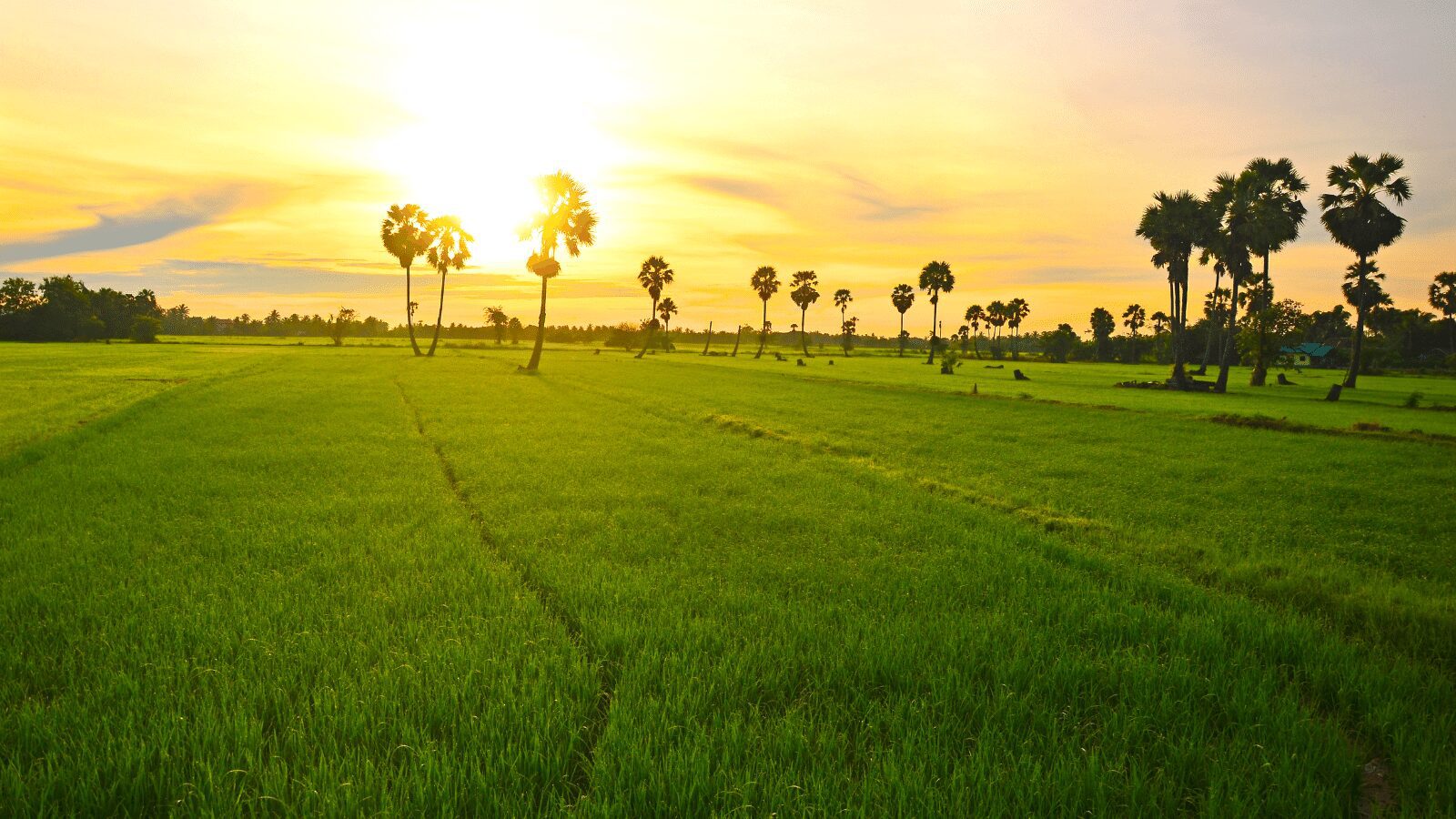 Read more about the article A Climate-Smart Future for Agriculture: The Role of Financial Institutions