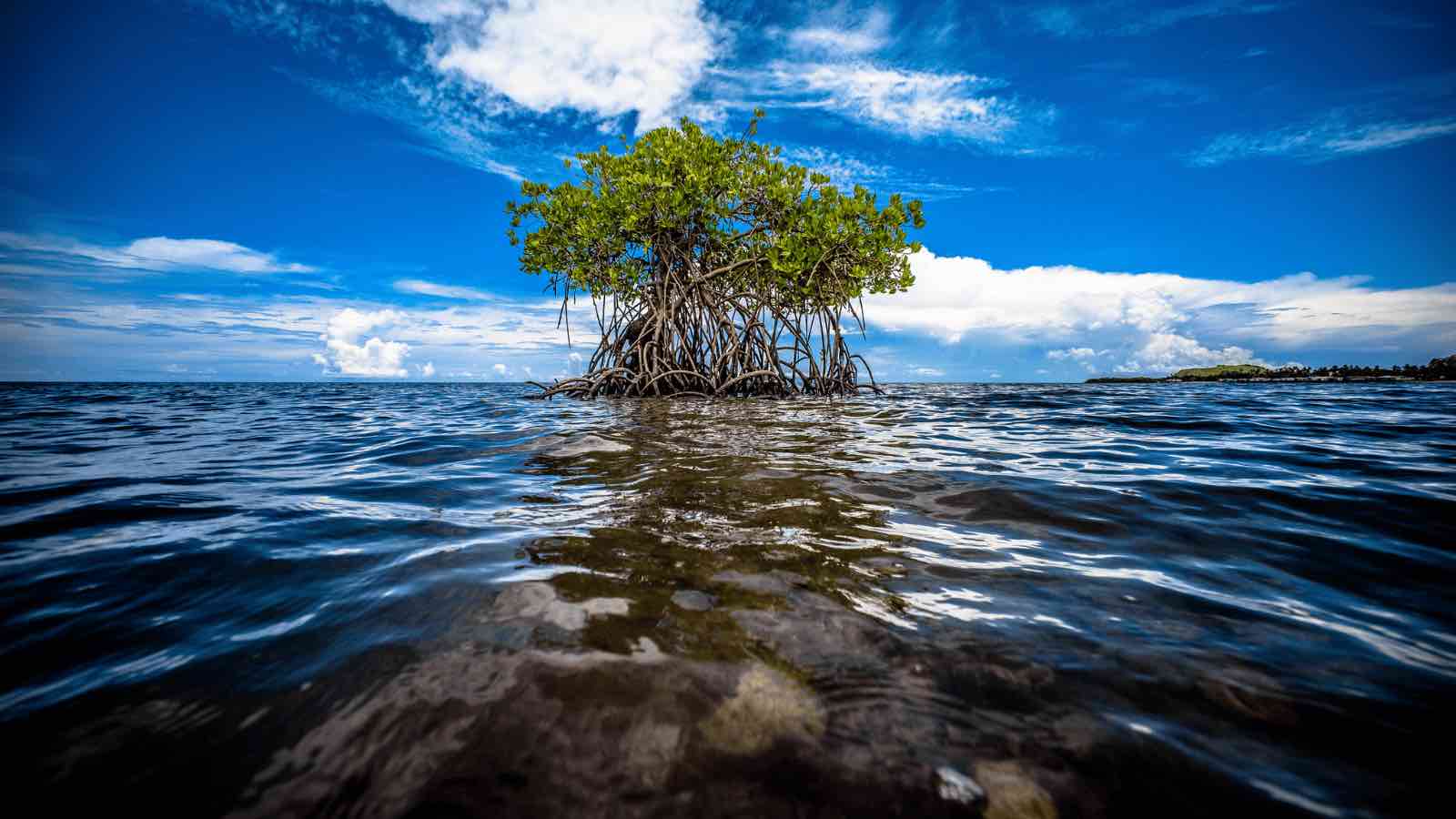 Read more about the article Mapping Blue Carbon: The Collaborative Efforts of The Nature Conservancy and Planet Labs