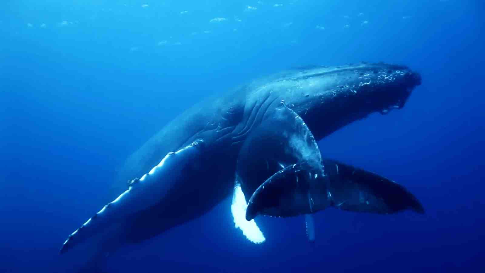 Read more about the article Blue Whales Return To Indian Ocean Region, Underwater Audio Reveals