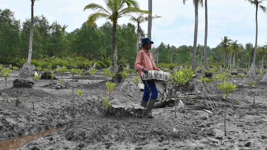 The process of planting mangrove seeds in a former coconut plantation that has been intruded by seawater (Ehdra Beta Masran/Blue Forests)