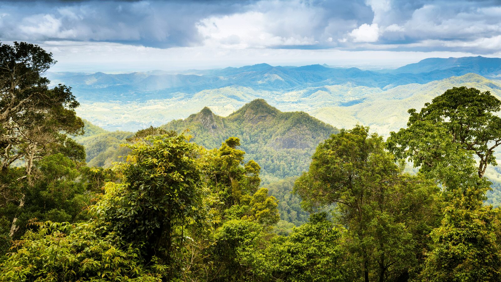 Read more about the article Rising Temperatures Threaten Trees’ Carbon Sequestration Ability, Study Warns