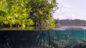 Mangrove Forest Loss Is Slowing Toward A Halt, New Report Shows