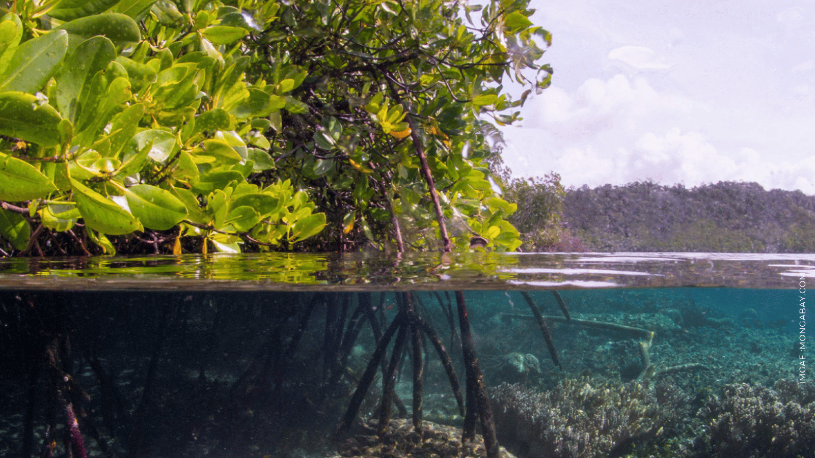 Read more about the article Mangrove Forest Loss Is Slowing Toward A Halt, New Report Shows