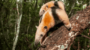 Southern Tamandua by Leonardo Press Merconro from Getty Images Pro