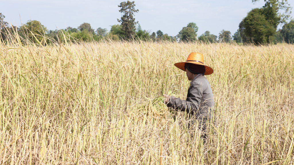 Women farmer part of sustainable future