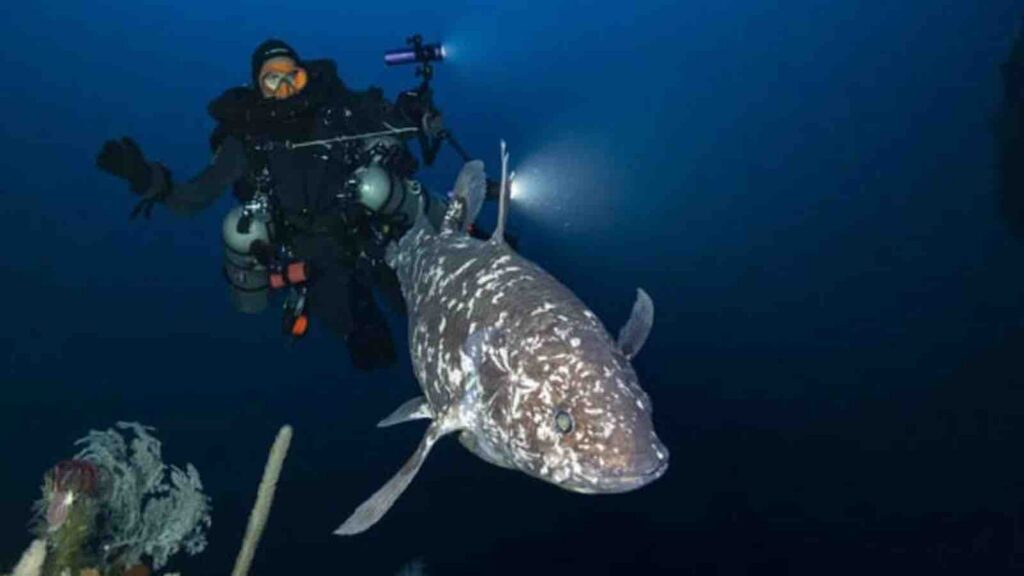 A diver is positioned about one meter behind an Indonesian coelacanth (*Latimeria menadoensis*) discovered at a depth of 144 meters in North Maluku, Indonesia. (Alexis Chappuis)