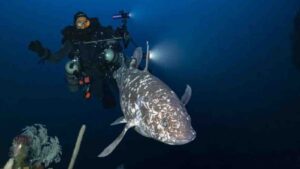 A diver is positioned about one meter behind an Indonesian coelacanth (*Latimeria menadoensis*) discovered at a depth of 144 meters in North Maluku, Indonesia. (Alexis Chappuis)