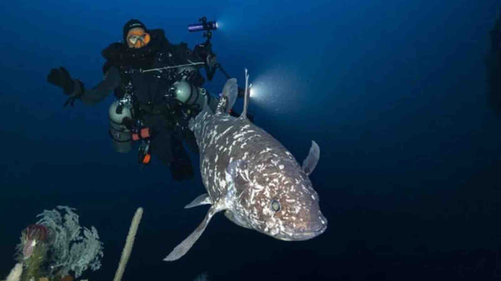 A diver is positioned about one meter behind an Indonesian coelacanth (*Latimeria menadoensis*) discovered at a depth of 144 meters in North Maluku, Indonesia. (Alexis Chappuis)