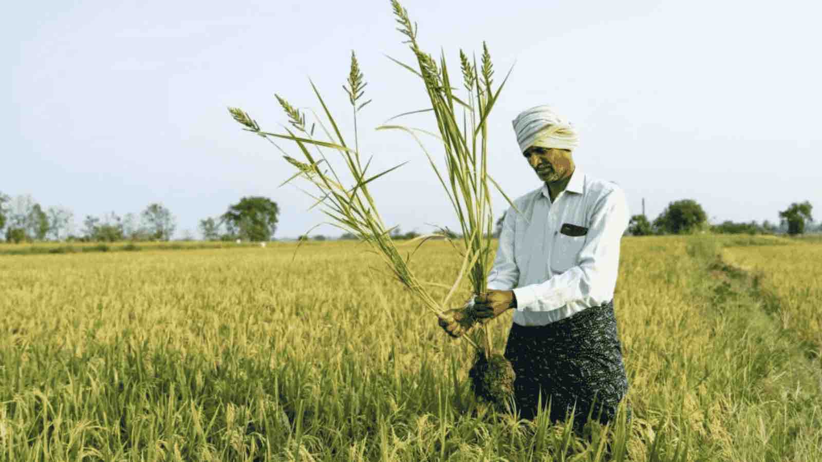 India Farmer / Agriculture Courtesy: Mitti Labs