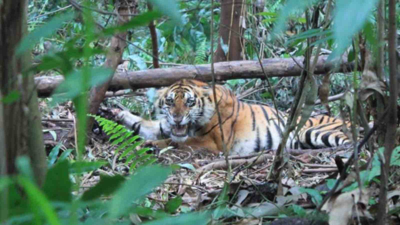 Read more about the article Riau Wildfire Threatens Sumatran Tiger Habitat as 969 Hectares Burn in Kerumutan