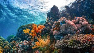 Beneath warming seas, communities are helping reefs recover by UN ESCAP