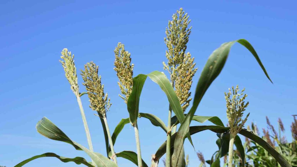 Sorghum (High Sorghum, Koryan, Sorghum) Cultivation by Aflo Images from アフロ（Aflo）