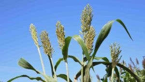 Sorghum (High Sorghum, Koryan, Sorghum) Cultivation by Aflo Images from アフロ（Aflo）