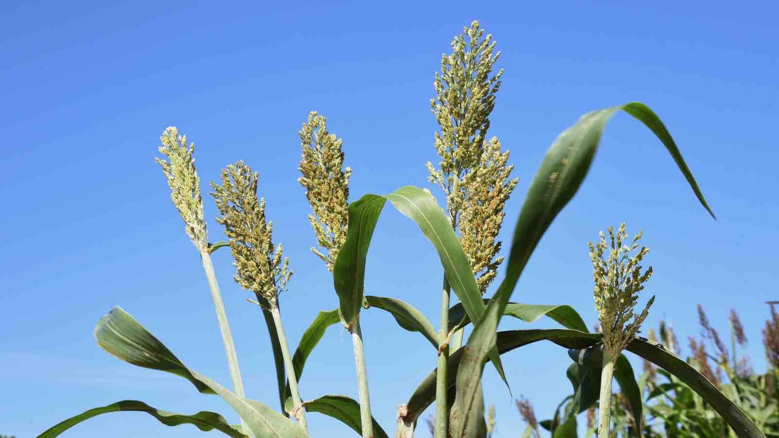 Read more about the article Singapore Firm Targets Indonesia Biofuel Expansion With Sweet Sorghum Projects on Former Mining Land
