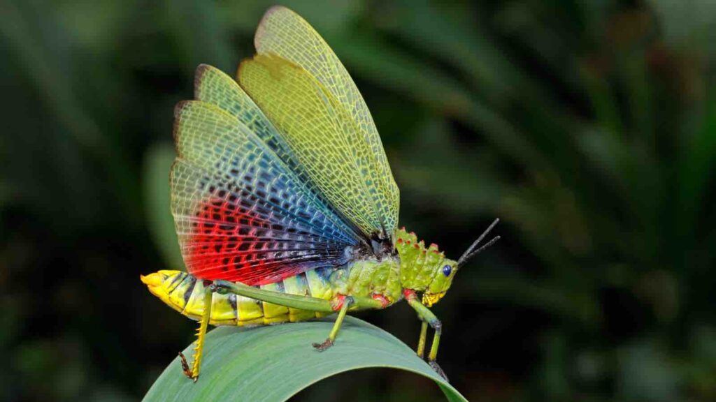 Biodiversity | Milkweed locust with open wings, South Africa by Nico Smit from nicosmit