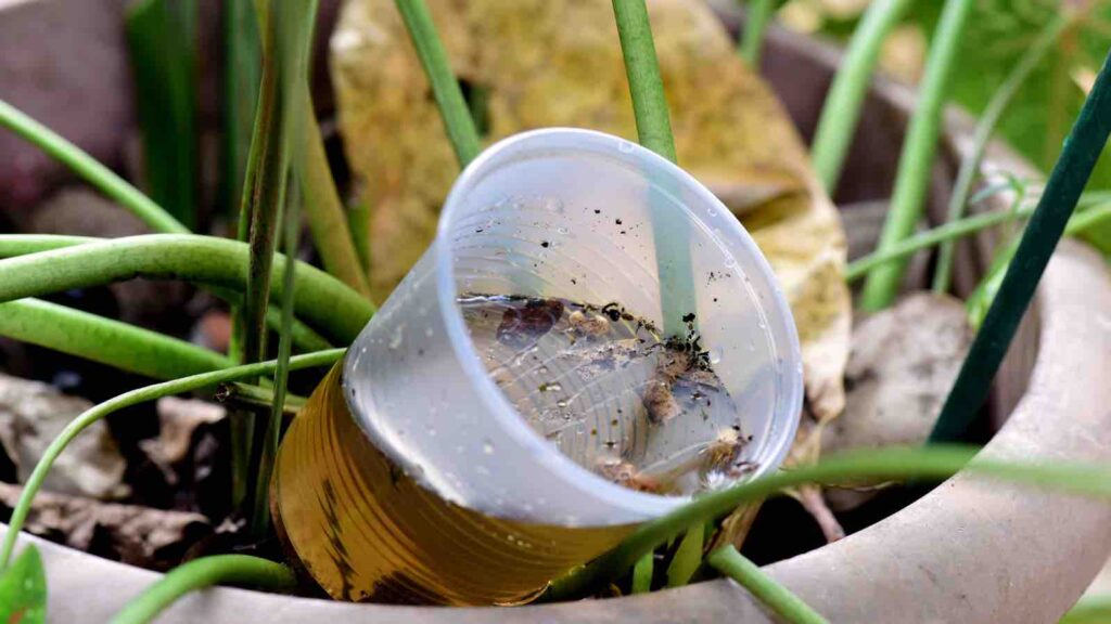 abandoned cup in a vase with stagnant water inside. close view. mosquitoes in potential breeding sites.proliferation of epidemic aedes aegypti, dengue, chikungunya, zika virus, malaria mosquitoes by GiovanniSeabra from Getty Images