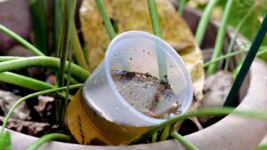 abandoned cup in a vase with stagnant water inside. close view. mosquitoes in potential breeding sites.proliferation of epidemic aedes aegypti, dengue, chikungunya, zika virus, malaria mosquitoes by GiovanniSeabra from Getty Images