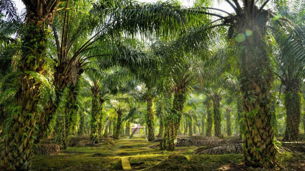 Palm Oil Plantation by slpu9945 from Getty Images