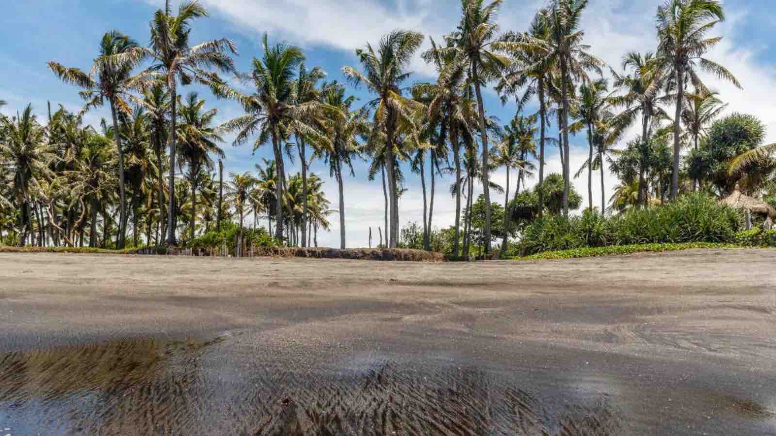 Read more about the article Profit Over Nature : Hundred-Year-Old Tree In Bali Cut Down for Beach Club