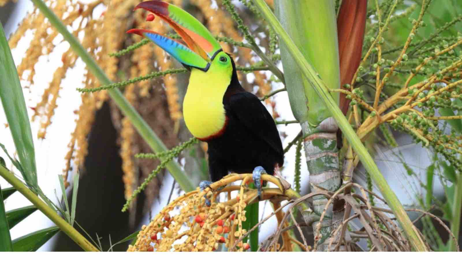 Read more about the article Study Reveals Birds Boost Forest Carbon Storage by 38% in Tropical Regeneration Efforts