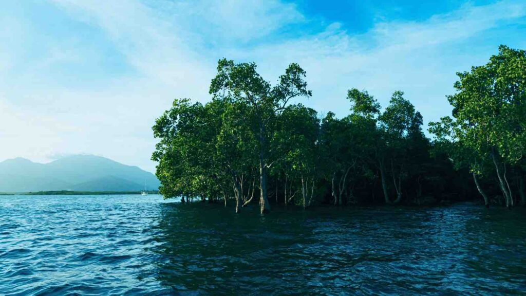 Mangroves in the Ocean by Aris Leoven from Studio Philippines