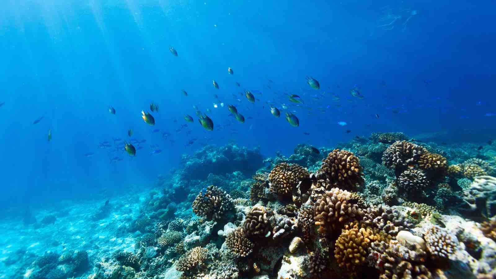 Read more about the article Which Countries Have the Most Coral Reefs? Indonesia and the Philippines Lead