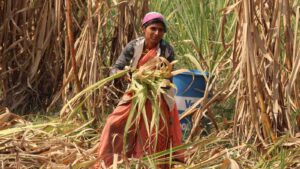 Sugarcane harvest labours of India by DrNaresh Shejawal from Pexels