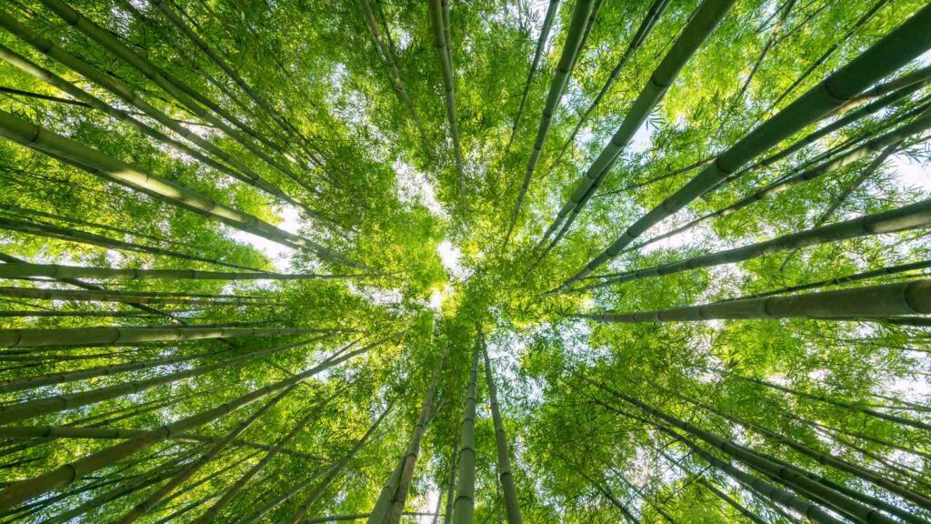 Bamboo nature background by Yarygin from Getty Images Pro