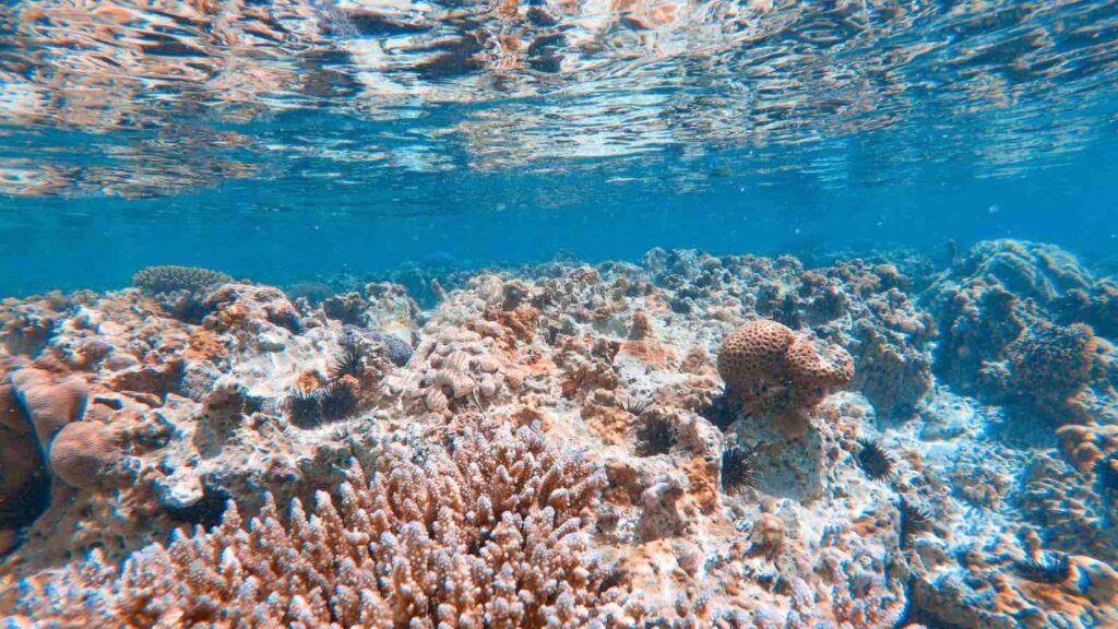 Ocean Floor in Indian Ocean by CasarsaGuru from Getty Images Signature