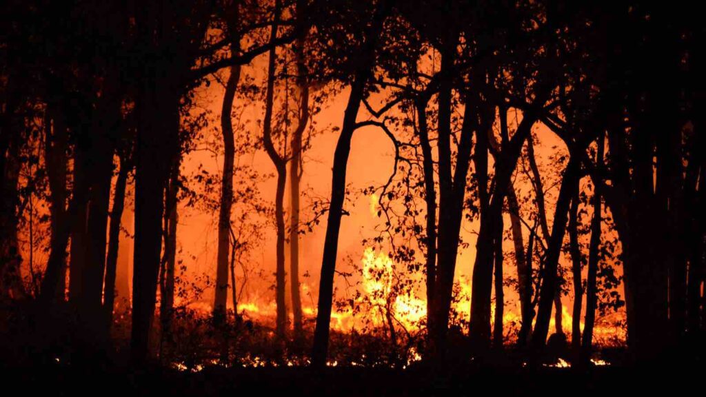 Photo Of Burning Forest by Deep Rajwar from Pexels