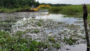 Wetlands Revitalisation in South Sumatra / Lebak Petai Kecik