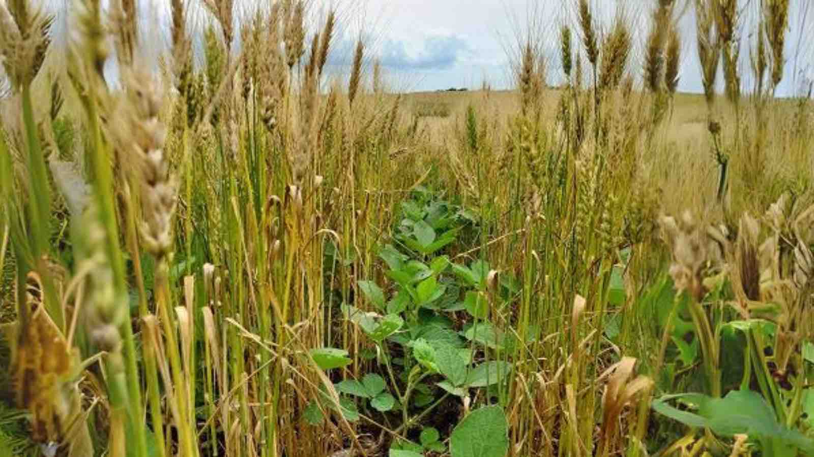 Read more about the article Indigenous Multi-Cropping: A Single Hectare Sustains 80 Families, Enriches Soil, and Boosts Profits