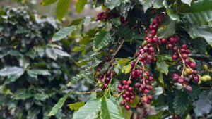 Ripe Vietnamese Coffee Cherries by Ngoc Nguyen from Ngoc Bao Nguyen's Images