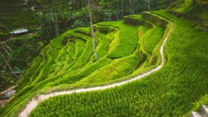 Tegalalang Rice Terrace in the Ubud, Bali by Goinyk Production