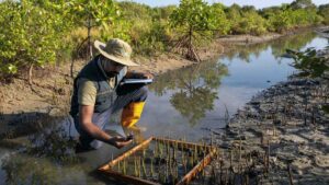 Photo UNEP/Todd Brown. UN World Restoration Flagship Managrove Regeneration in Sri Lanka