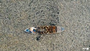 A fisherman collecting dead fish caused by renovation works and the ongoing hot weather conditions from a reservoir in southern Vietnam's Dong Nai province on Apr 30, 2024. (Photo: AFP/STR)