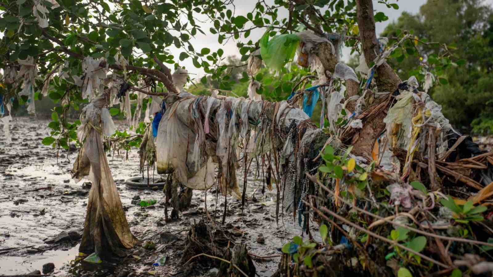 Read more about the article Human Activities Threaten Half of Earth’s Precious Mangrove Forests