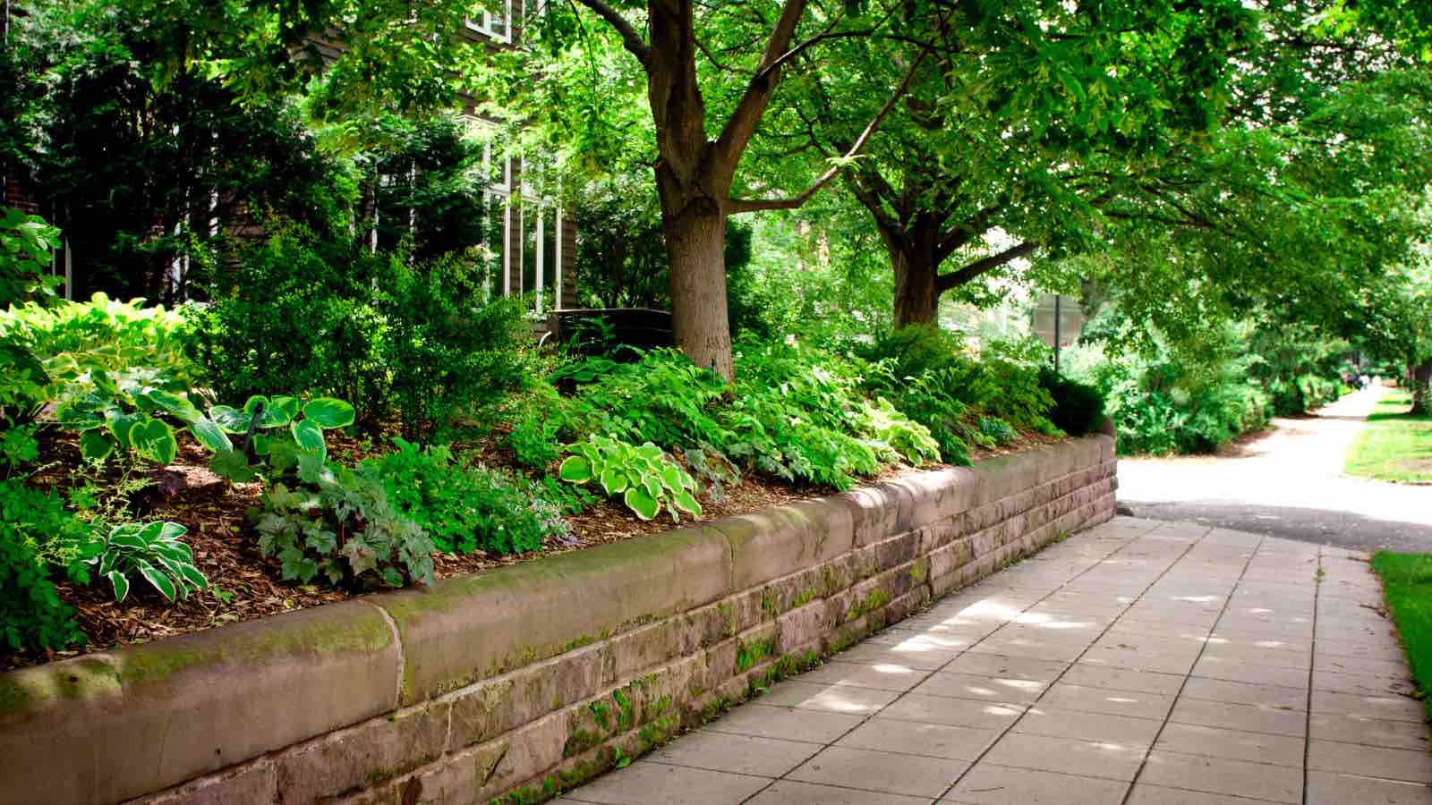 Read more about the article Urban Trees: A Critical Shield Against Rising Urban Heat, Report Finds