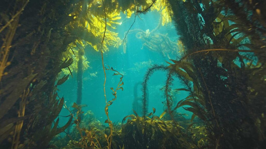 kelp