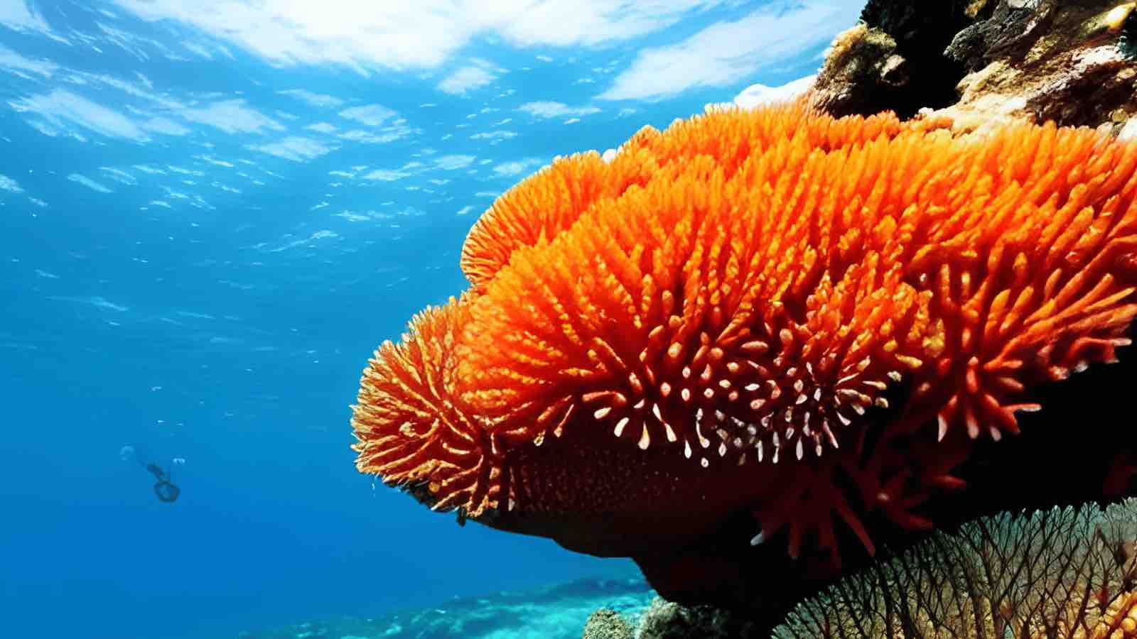 Read more about the article Revolutionize the War Against Ocean Pollution: Protect Coral Reefs, Billions of Lives and Our Economies