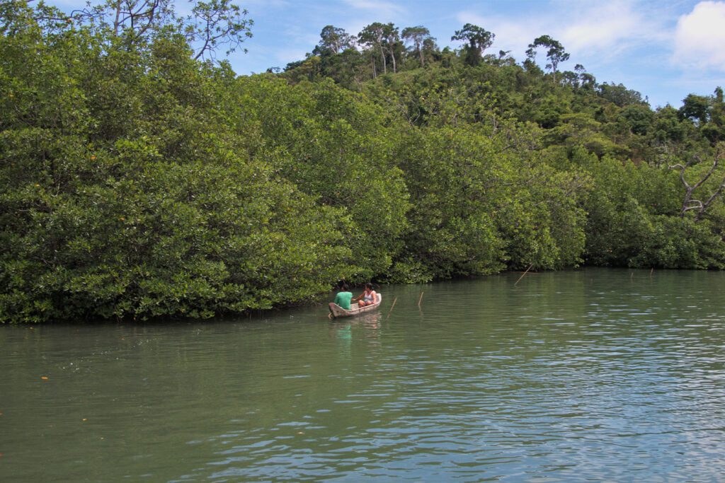 Mangrove Forest Loss Is Slowing Toward A Halt, New Report Shows